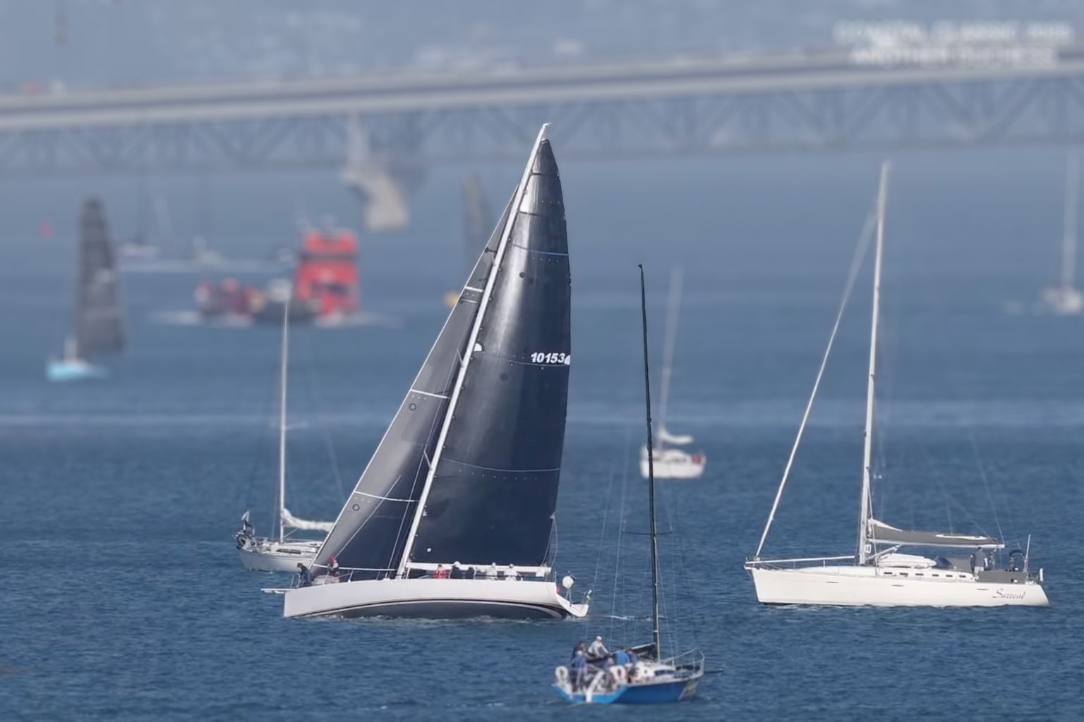 Another Duchess // Photo credit: Roger Mills / Hummingbird